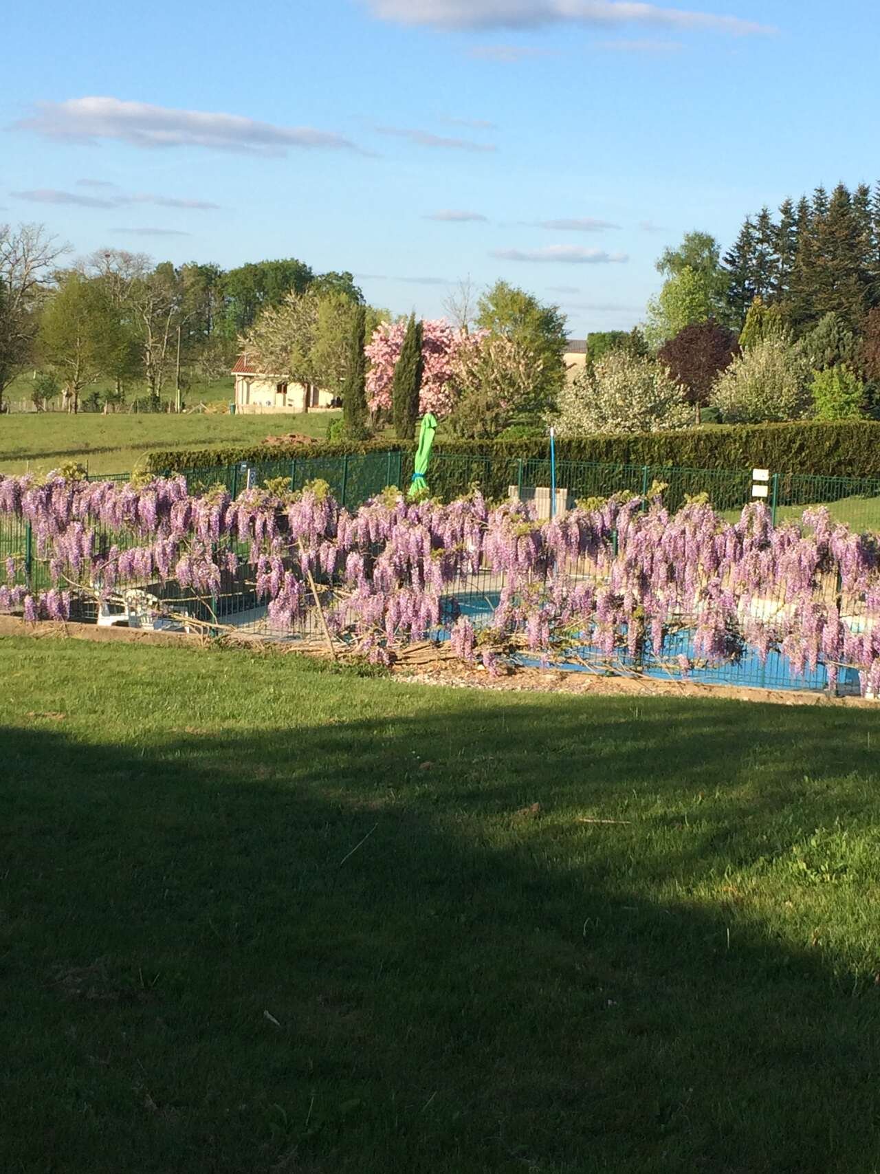 Bellevue Dordogne Gite wisteria around pool